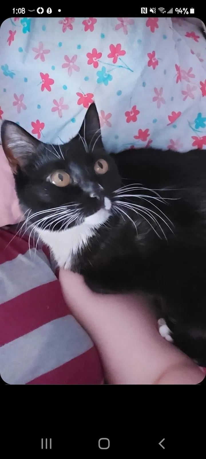 Lost cat in Amarillo, TX, 79118