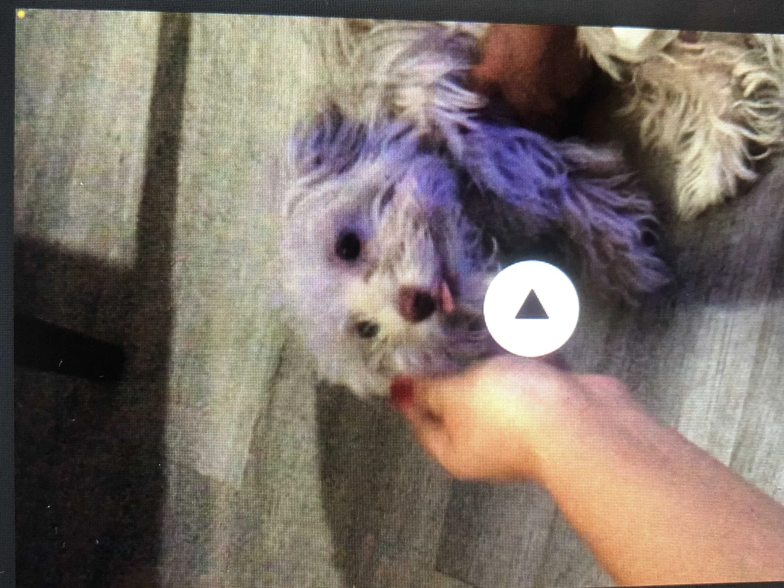 Lost dog in Riverside, CA, 92505