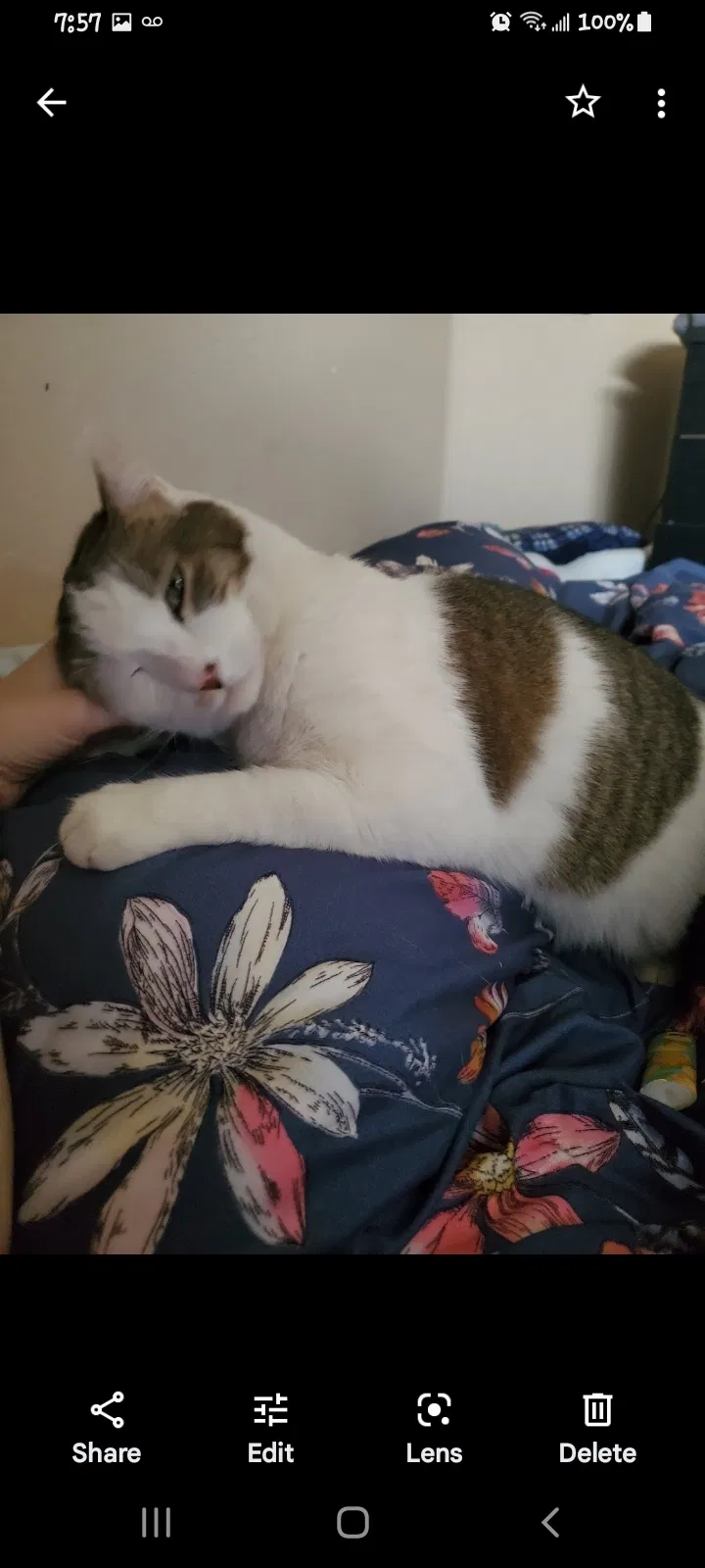 Lost cat in Gilbert, AZ, 85295