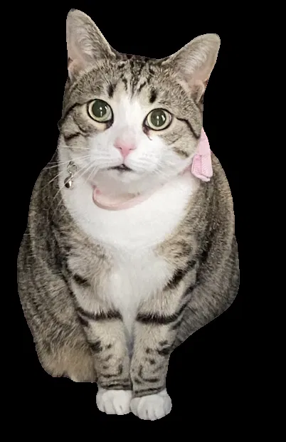 Lost cat in Yorktown, VA, 23692