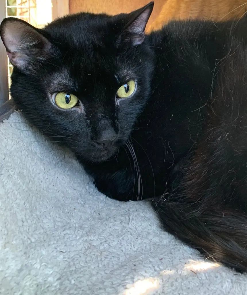 Lost cat in Orlando, FL, 32836