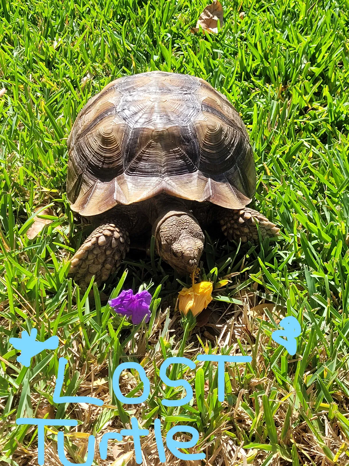 Lost cat in Largo, FL, 33771