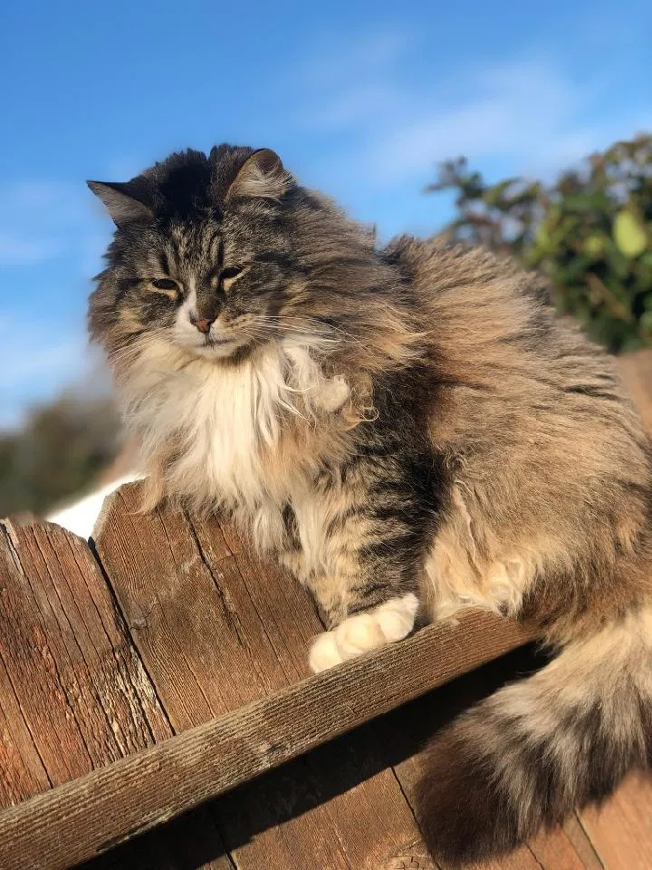 Lost cat in Carmichael, CA, 95608