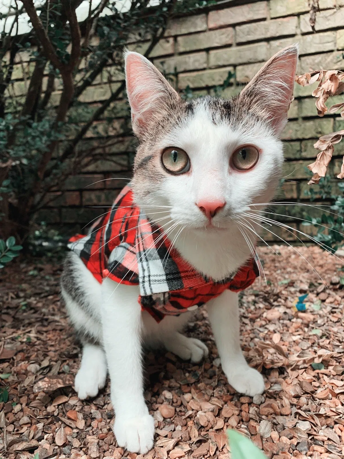 Lost cat in Gadsden, AL, 35903