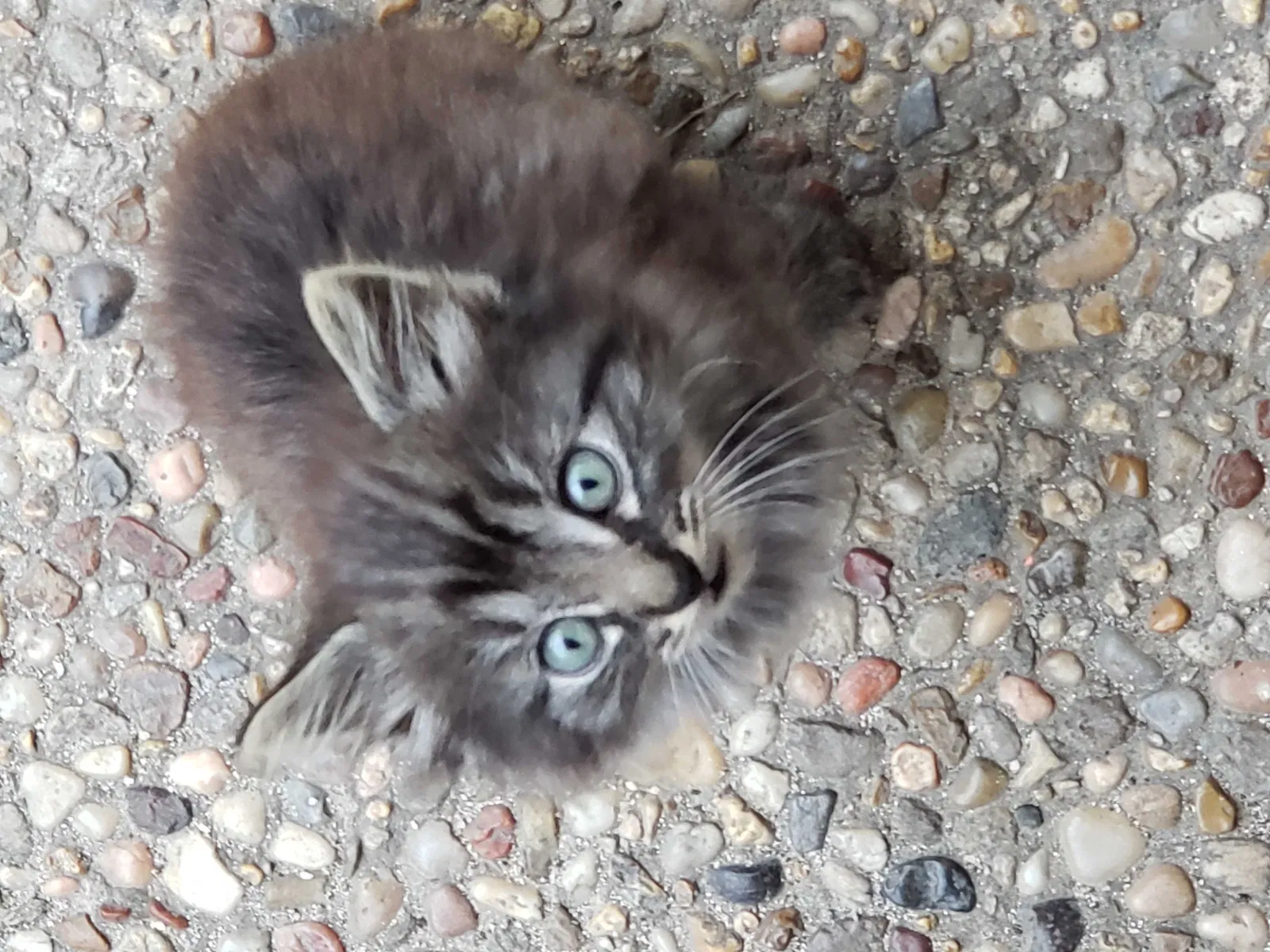 Lost cat in San Antonio, TX, 78232