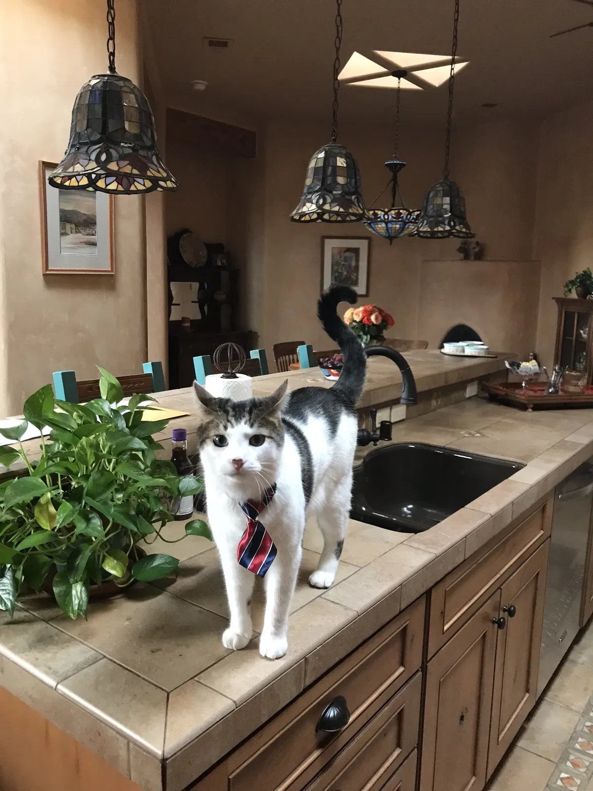 Lost cat in Albuquerque, NM, 87113