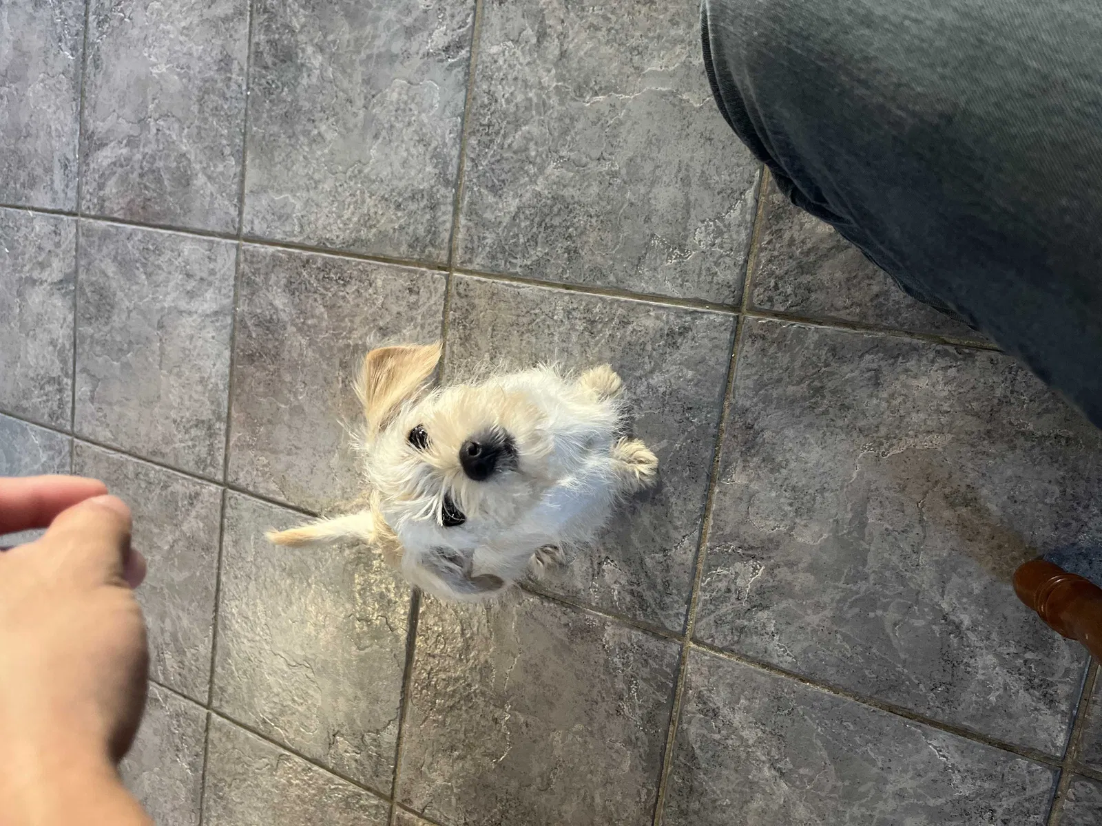 Lost dog in Manteca, CA, 95337
