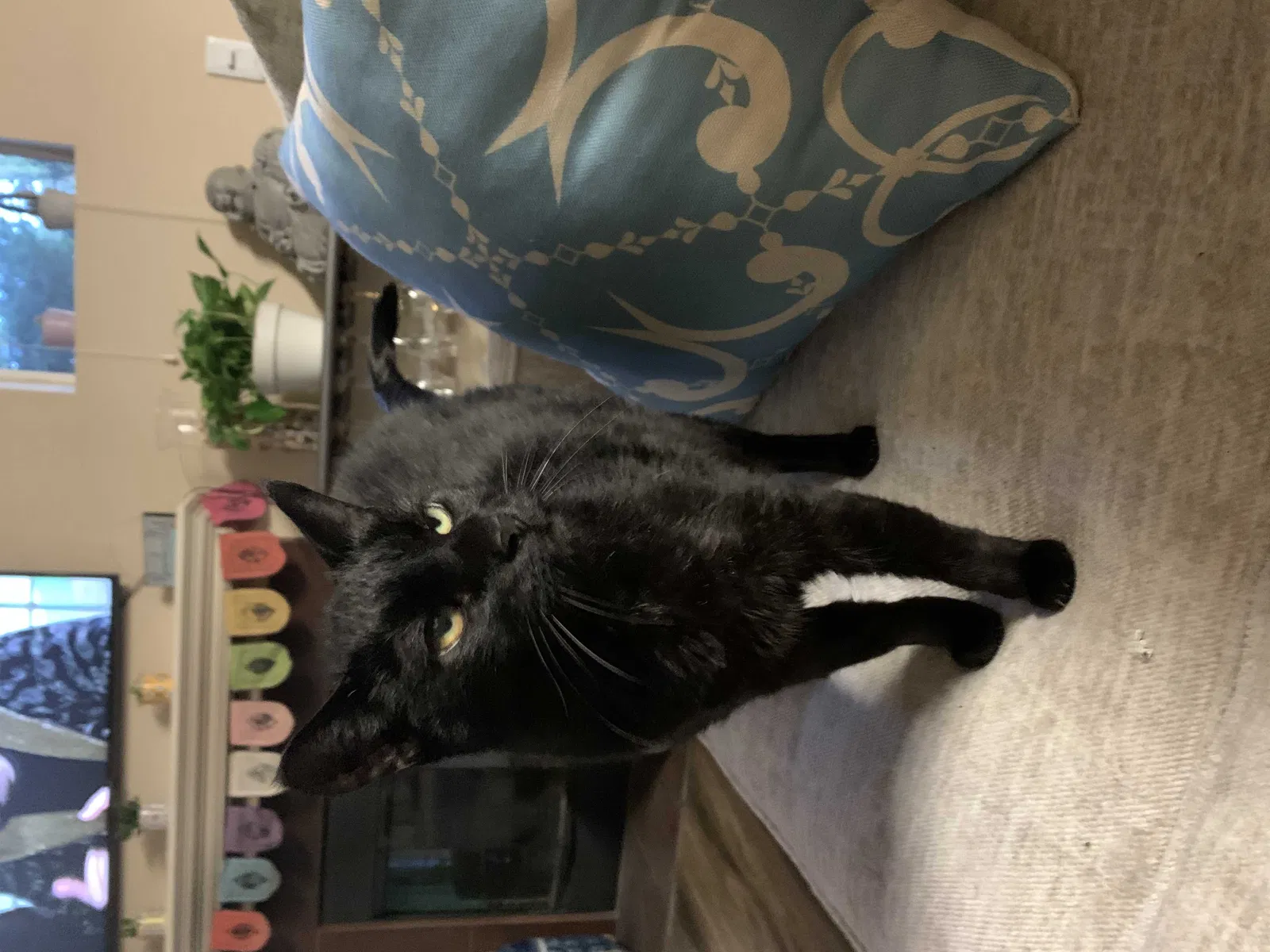 Lost cat in Lake Oswego, OR, 97034