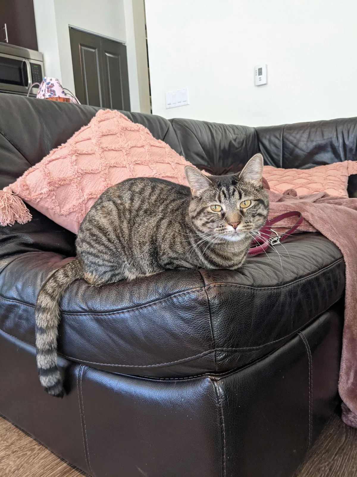 Lost cat in Louisville, CO, 80027
