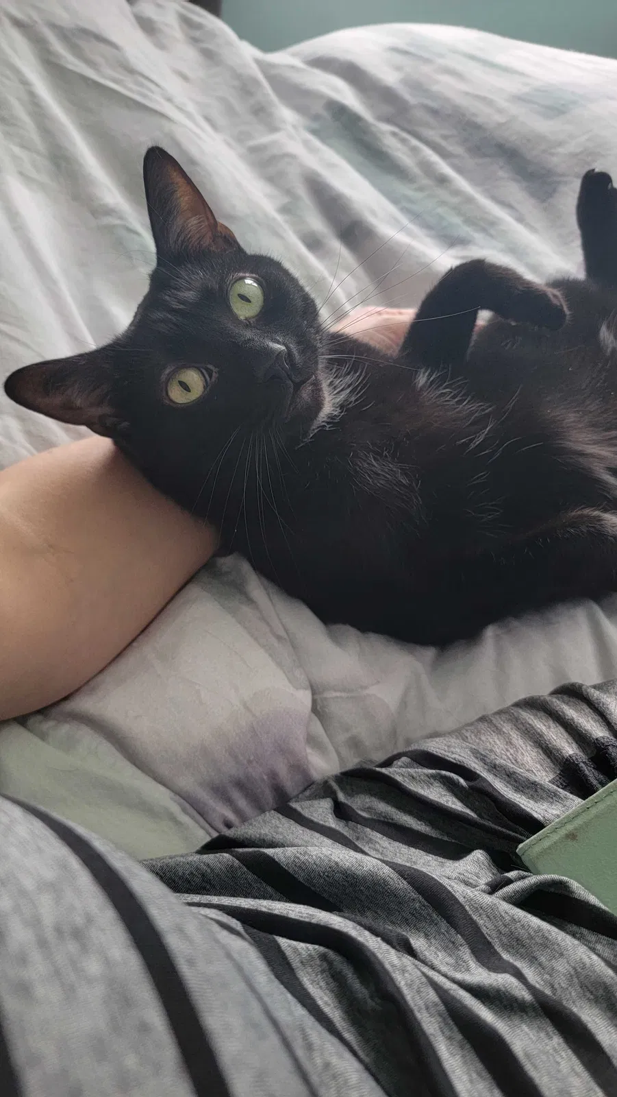 Lost cat in North Ridgeville, OH, 44039