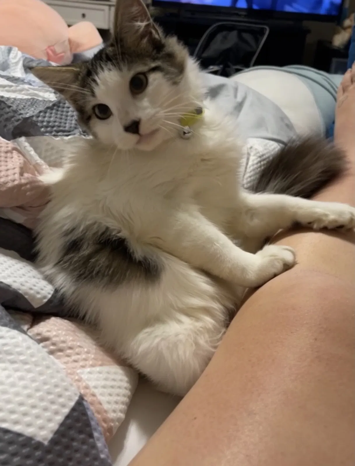 Lost cat in Mandeville, LA, 70471
