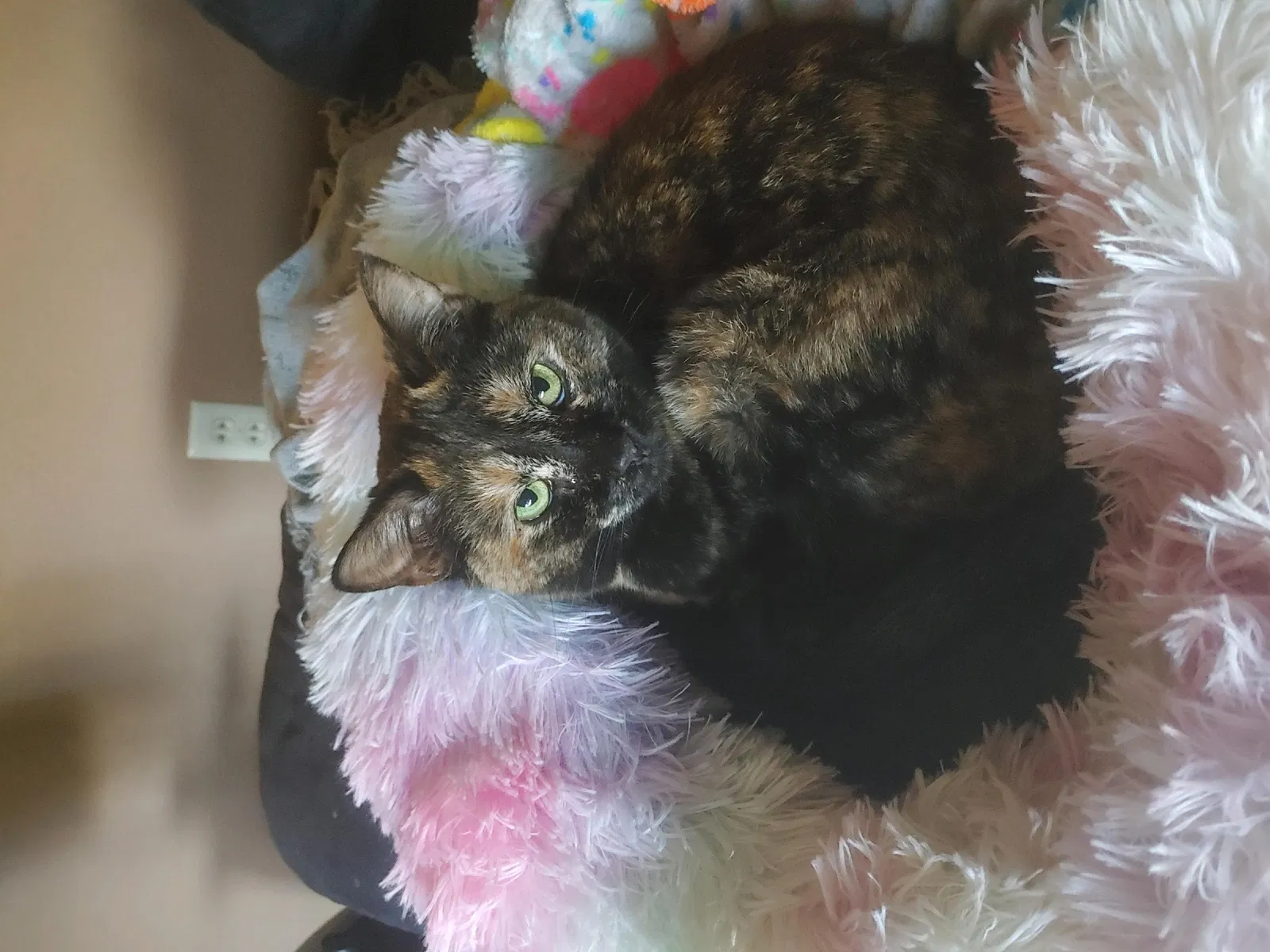 Lost cat in Dickinson, ND, 58601
