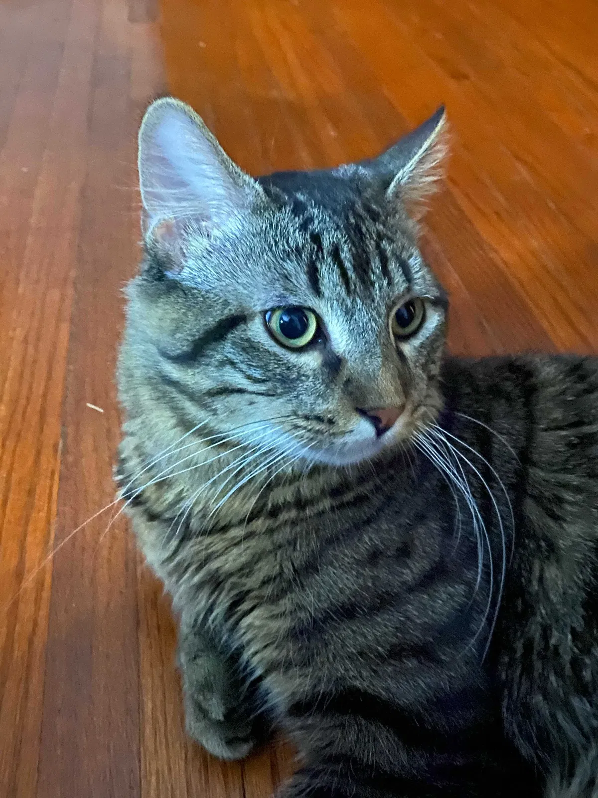 Lost cat in Montgomery, IL, 60538