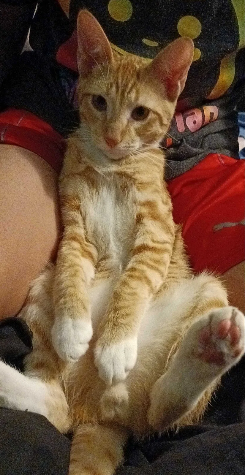 Lost cat in Anaheim, CA, 92805