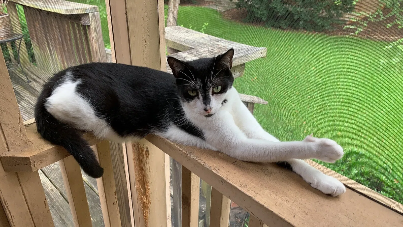 Lost cat in Columbia, SC, 29212