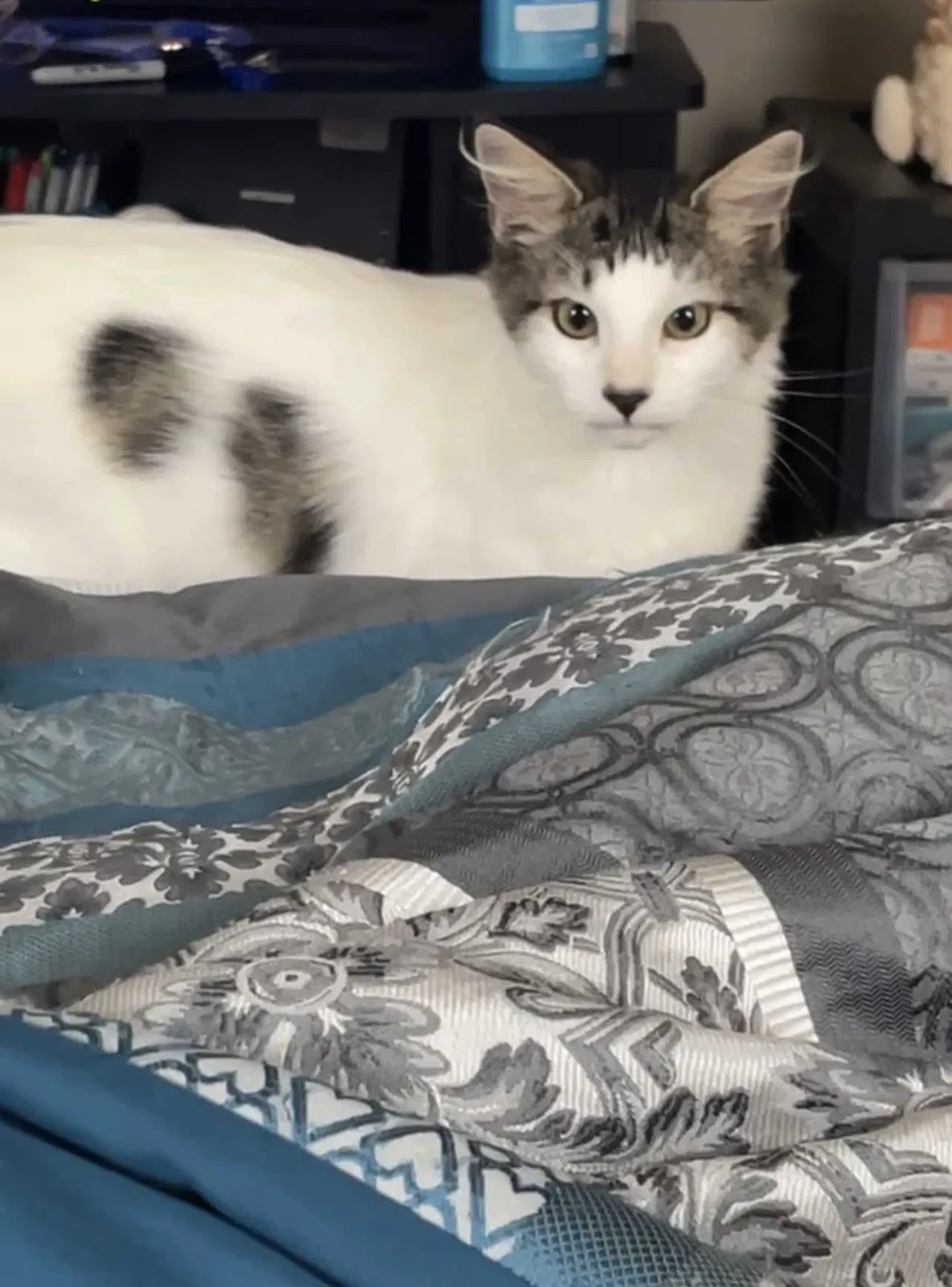 Lost cat in Mandeville, LA, 70471