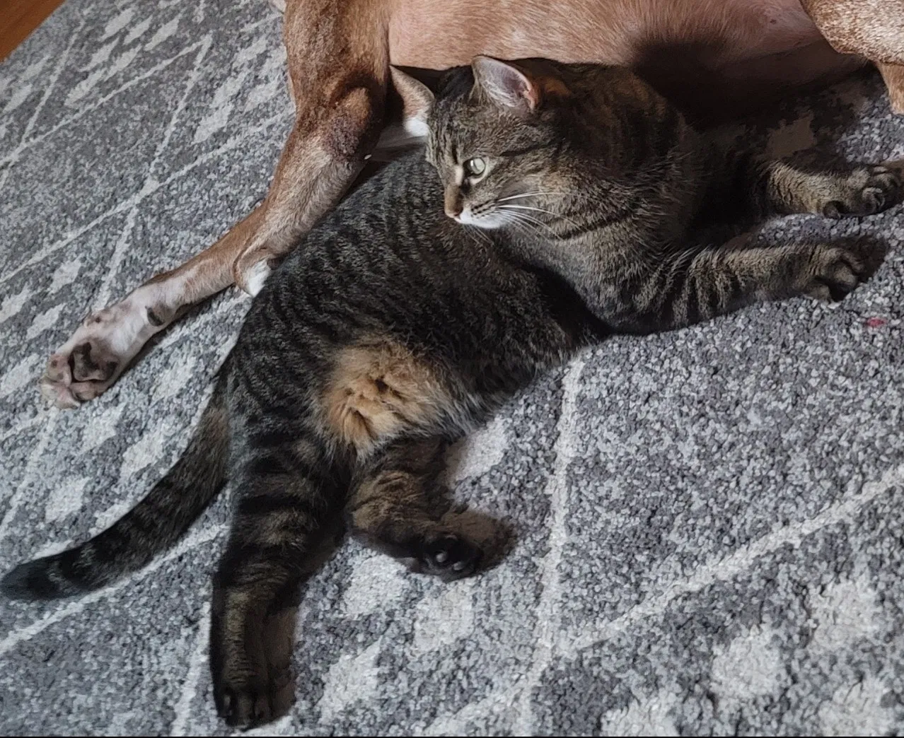 Lost cat in Kalamazoo, MI, 49001