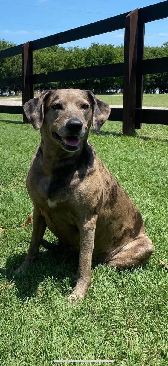 Lost dog in Unknown, TX, 0