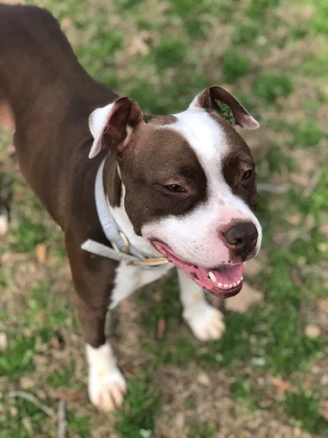 Lost dog in Rock Spring, GA, 30739