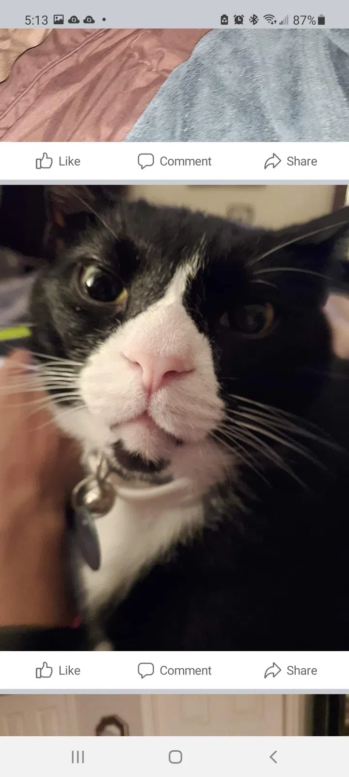 Lost cat in Hendersonville, TN, 37075