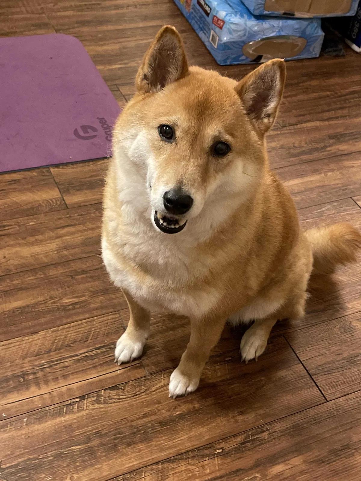 Lost dog in Houston, TX, 77025