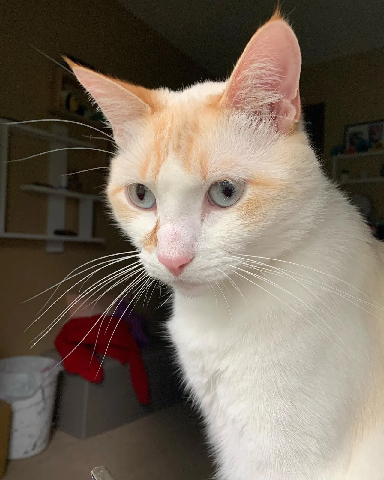 Lost cat in Olathe, KS, 66061