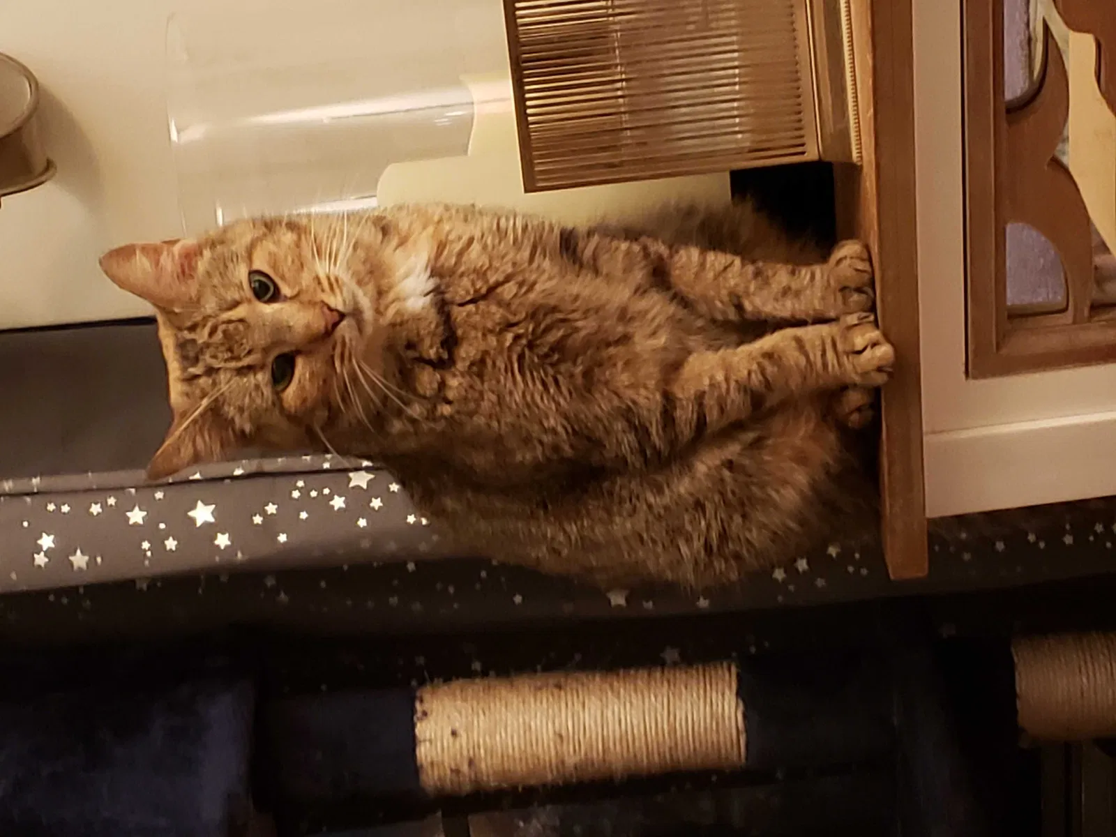 Lost cat in Louisville, KY, 40272