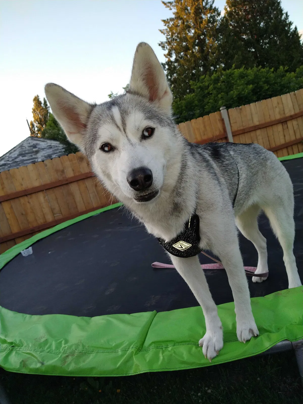 Lost dog in Tacoma, WA, 98405