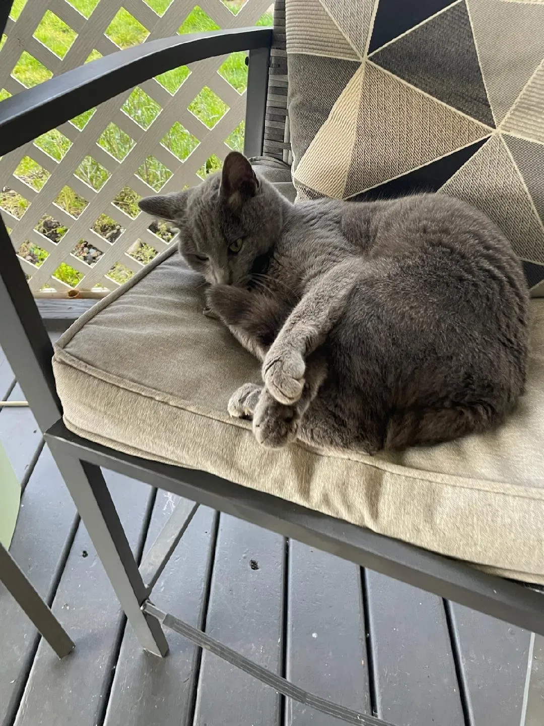 Lost cat in Scappoose, OR, 97056
