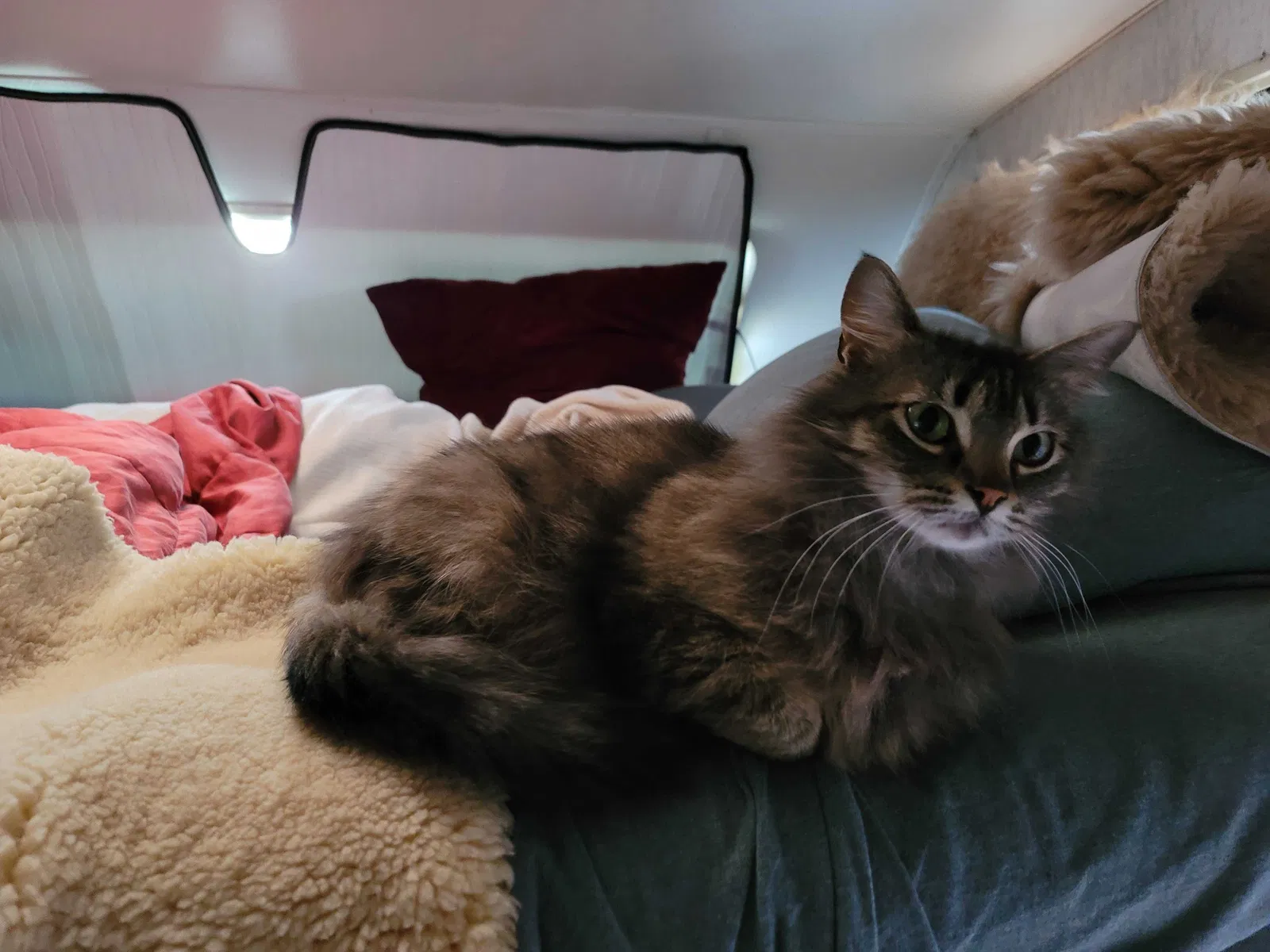Lost cat in Warren, OR, 97053