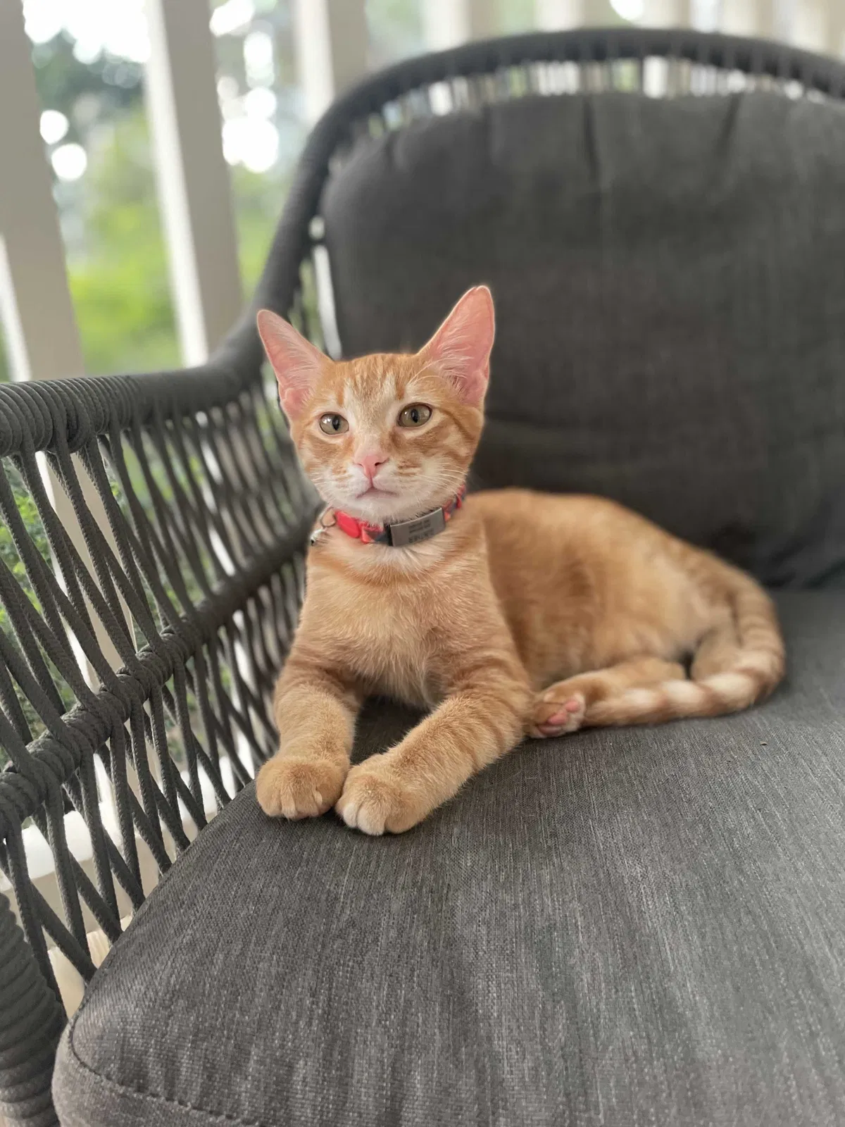 Lost cat in Atlanta, GA, 30305