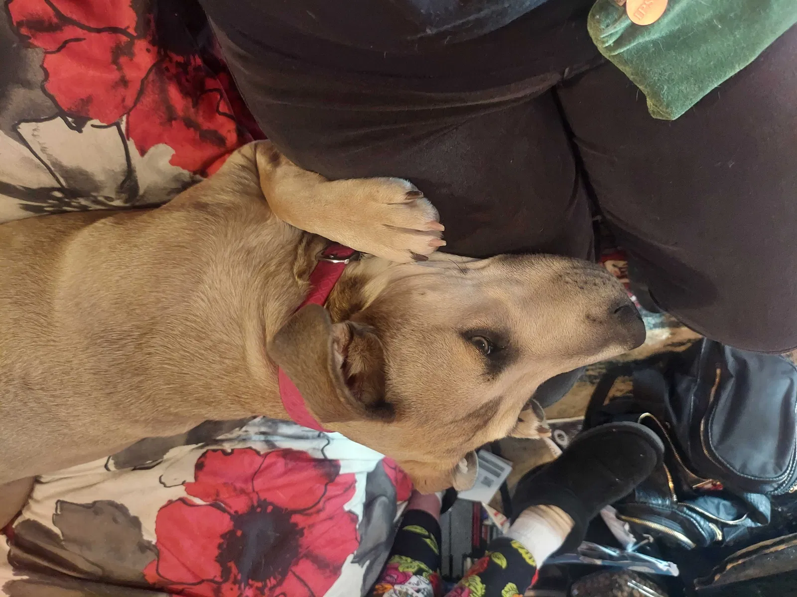 Lost dog in Pueblo, CO, 81003