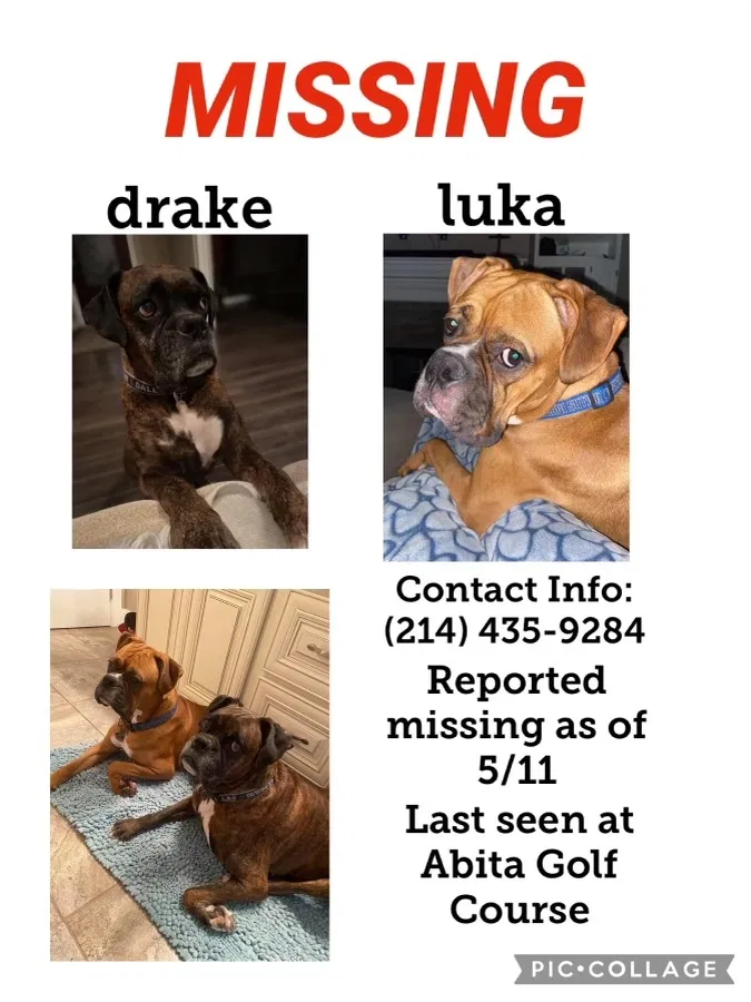 Lost dog in Abita Springs, LA, 70420