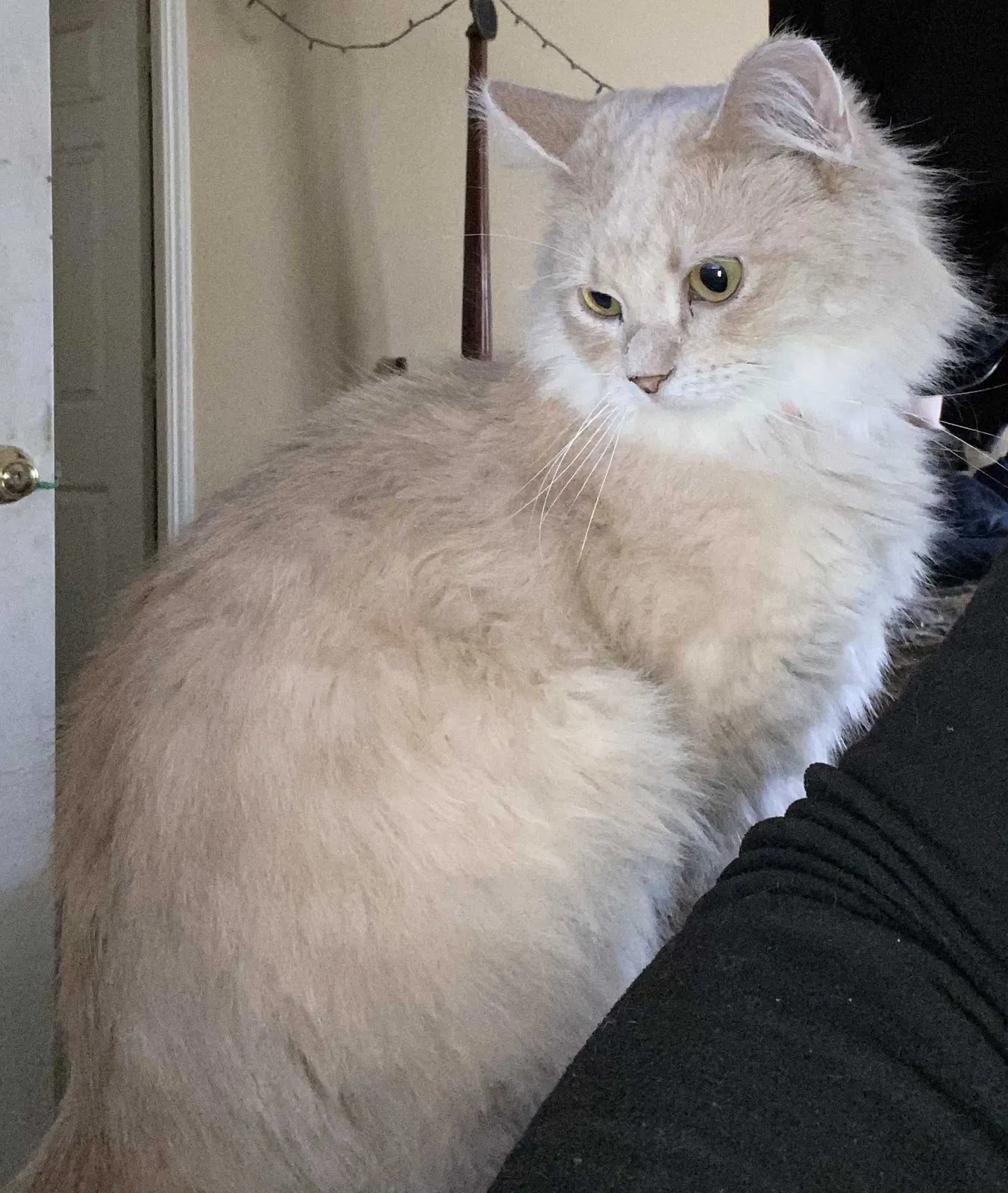 Lost cat in Greenwood, IN, 46143
