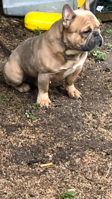 Lost dog in Hampton, VA, 23663