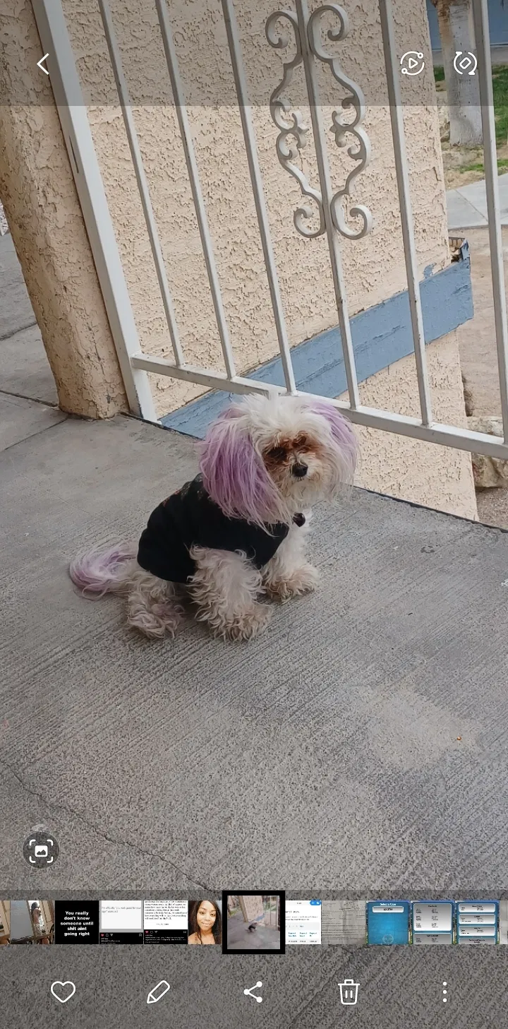 Lost dog in Las Vegas, NV, 89169