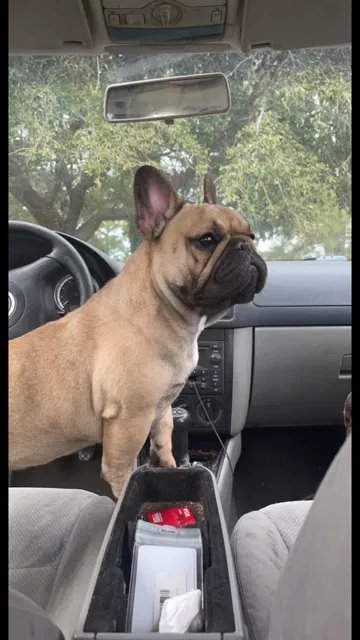 Lost dog in Hampton, VA, 23663