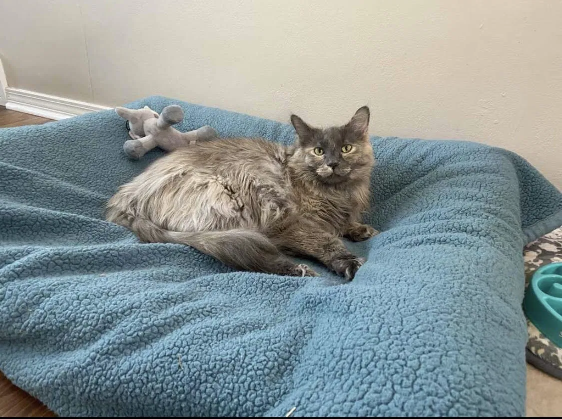 Lost cat in Appleton, WI, 54914
