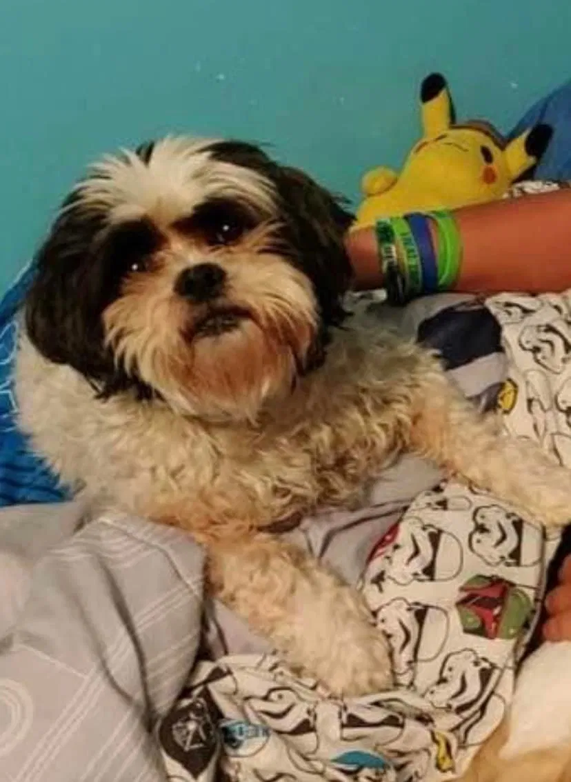 Lost dog in O Fallon, MO, 63366