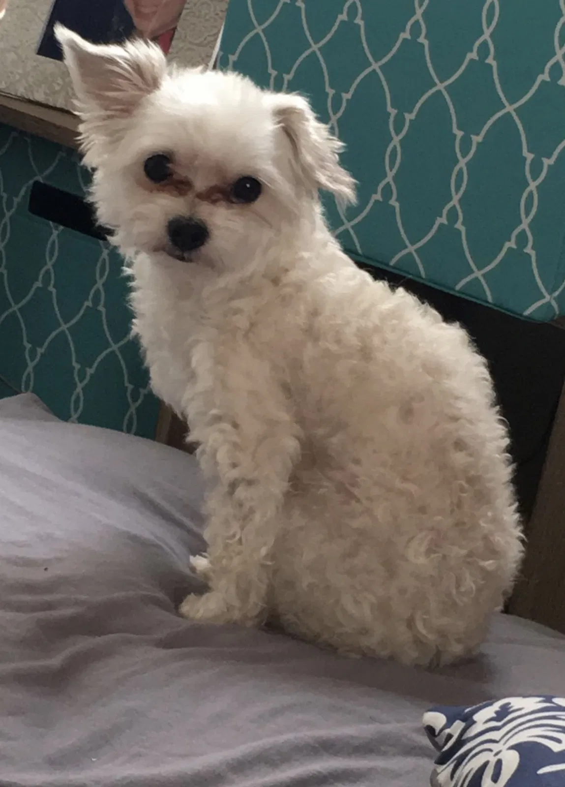 Lost dog in San Antonio, TX, 78264