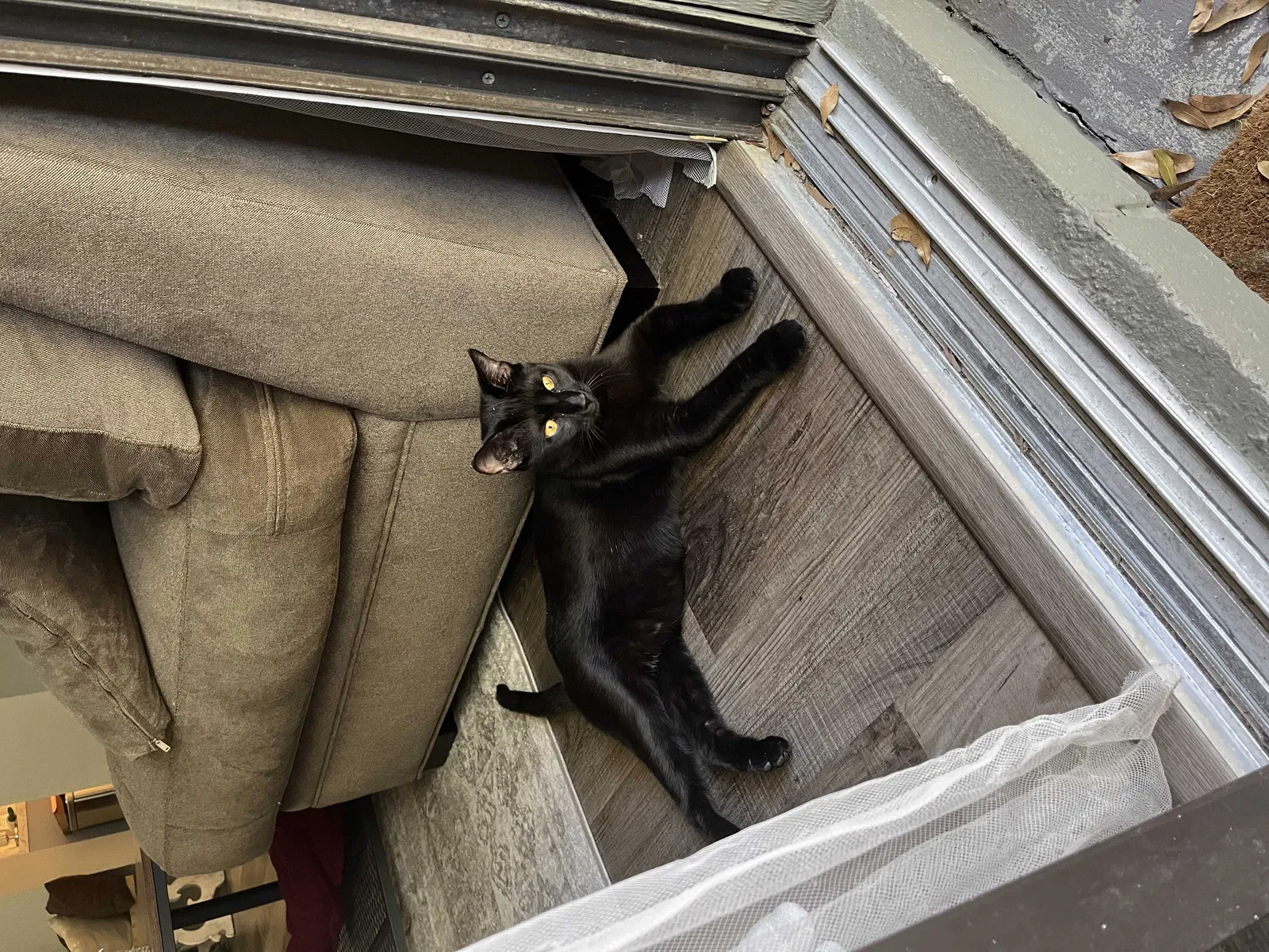 Lost cat in Gainesville, FL, 32607