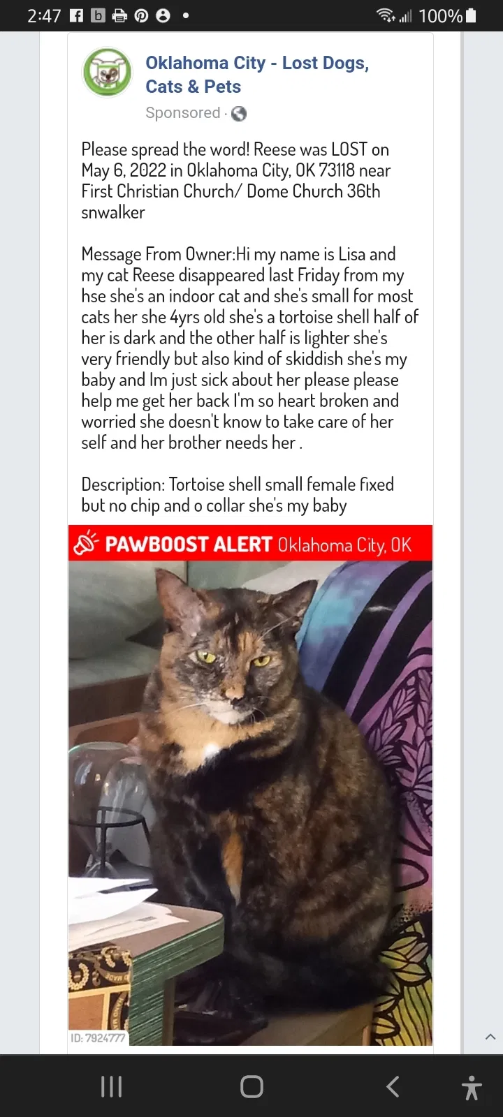 Lost cat in Oklahoma City, OK, 73118