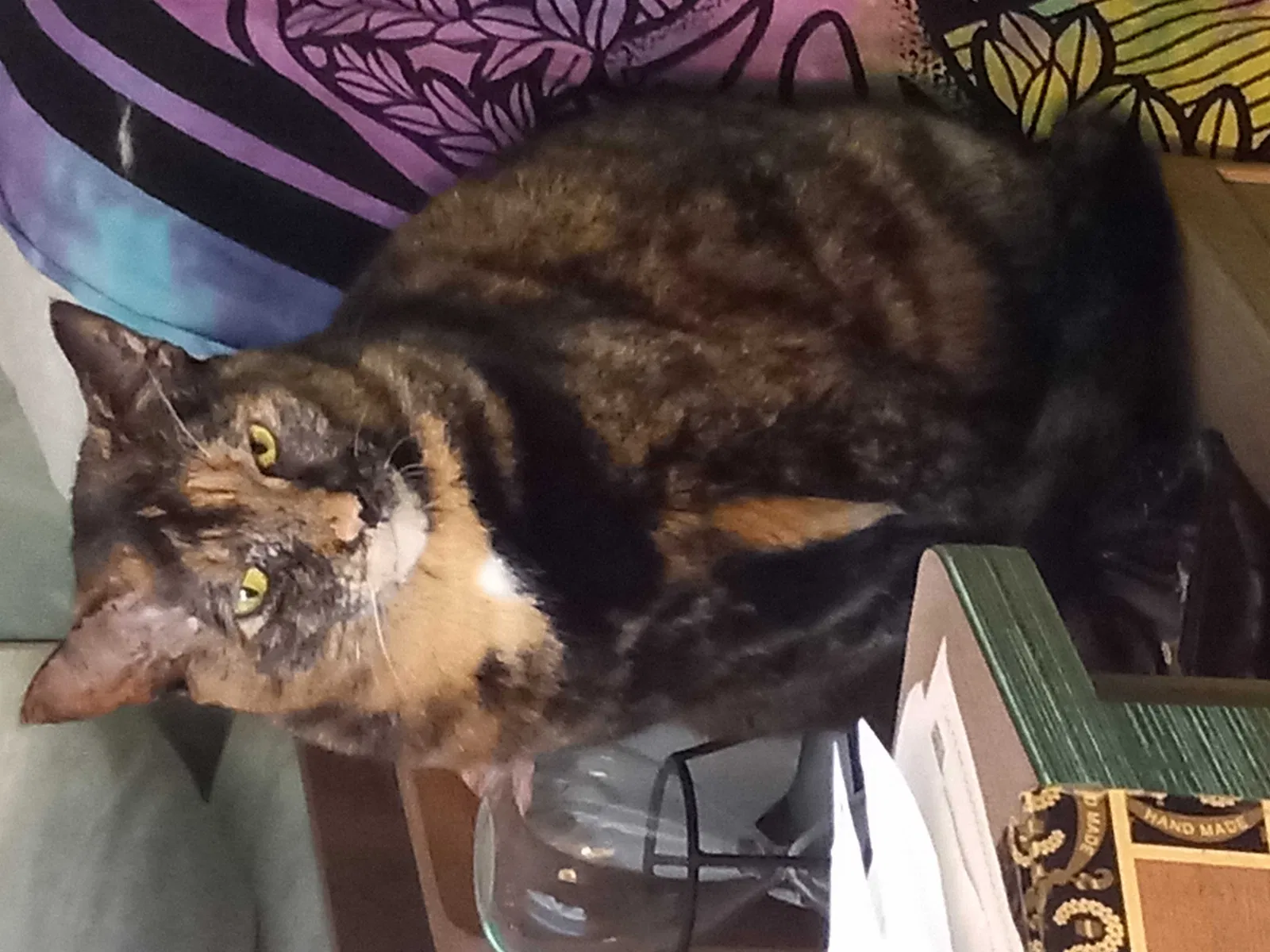 Lost cat in Oklahoma City, OK, 73118