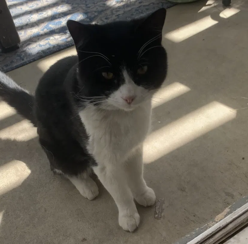 Lost cat in Rancho Cucamonga, CA, 91737