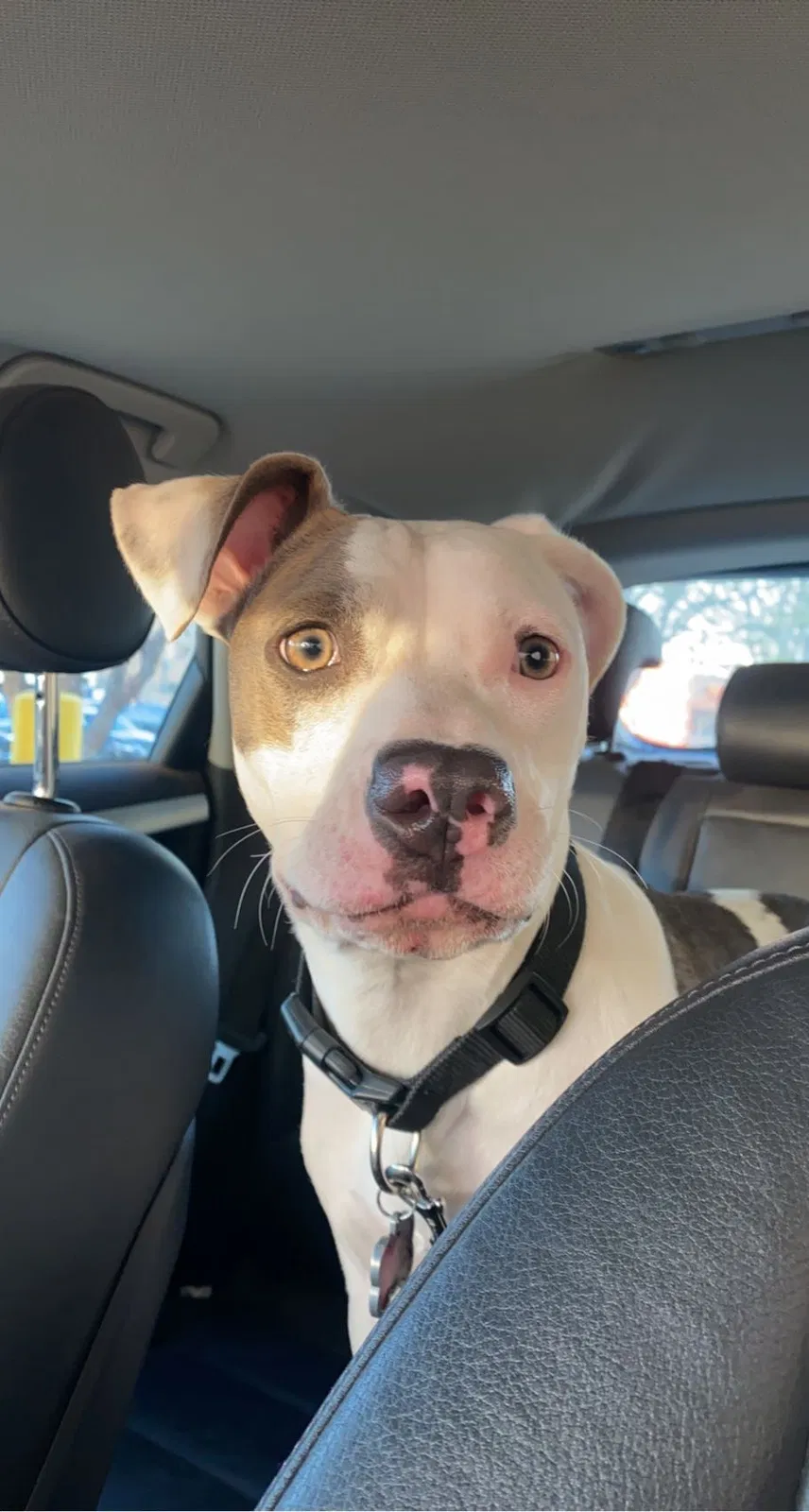 Lost dog in Manor, TX, 78653