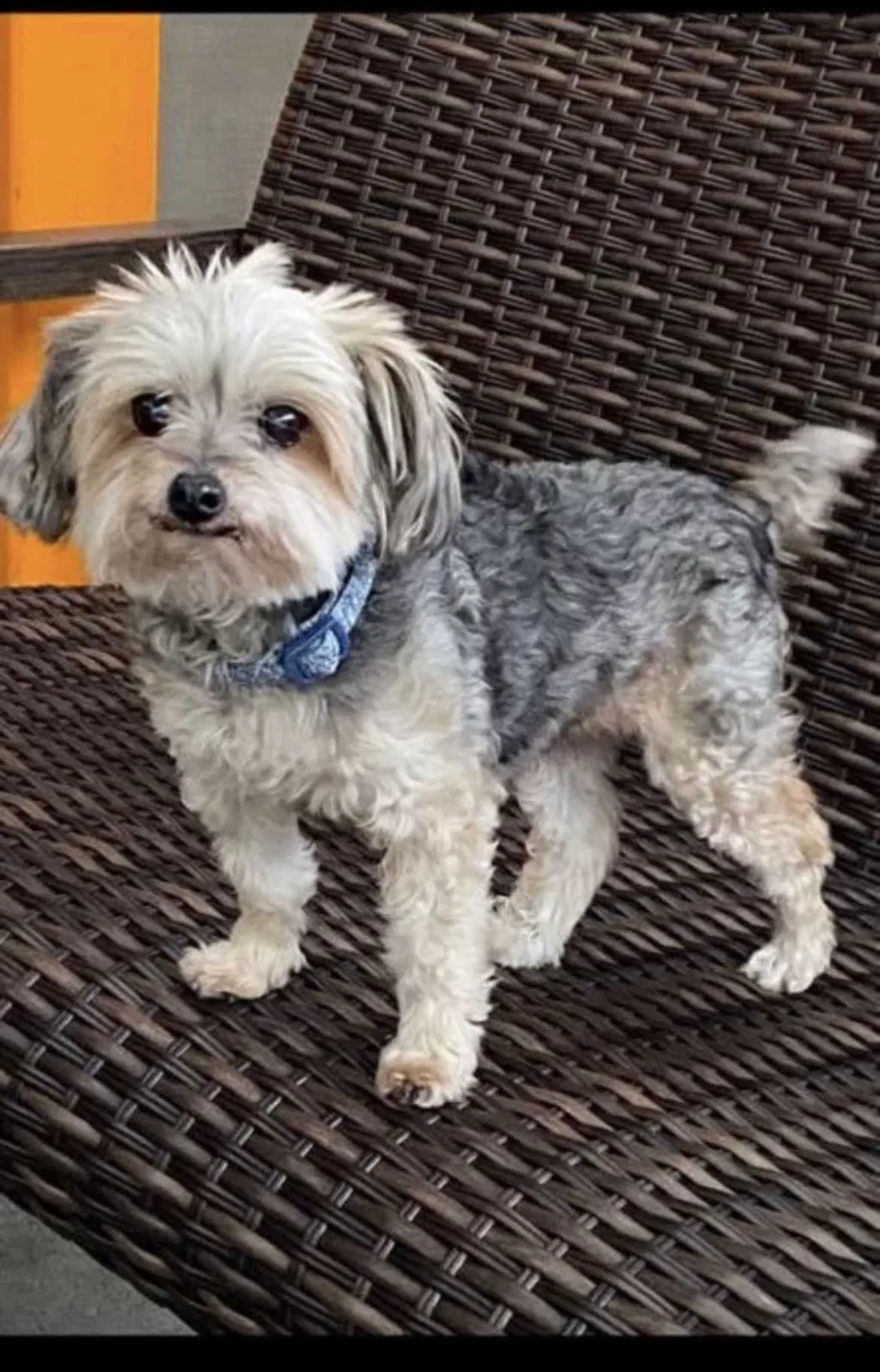 Lost dog in Jamaica, NY, 11435