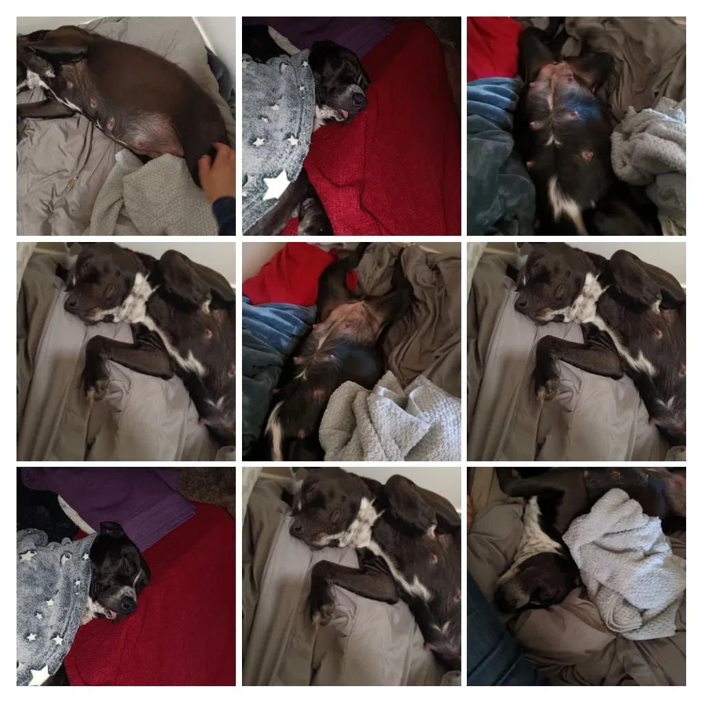 Lost dog in Bakersfield, CA, 93305
