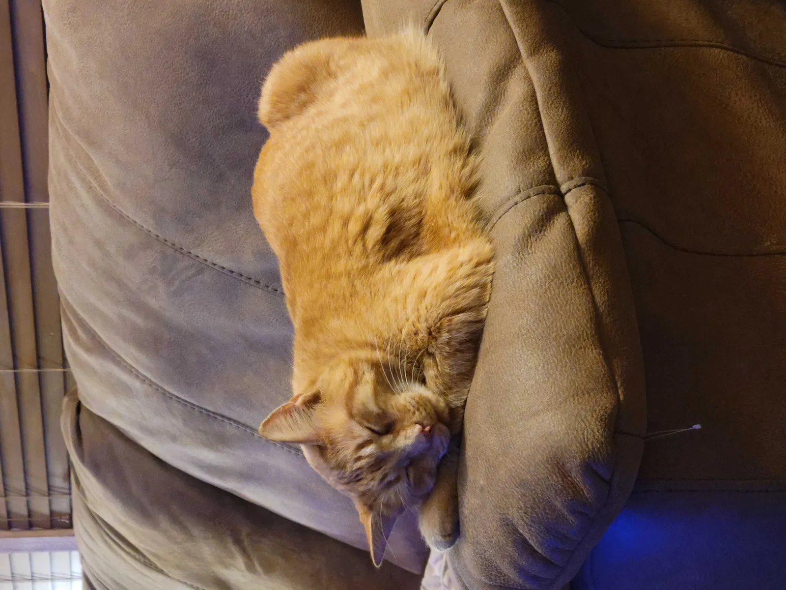 Lost cat in Cleburne, TX, 76033