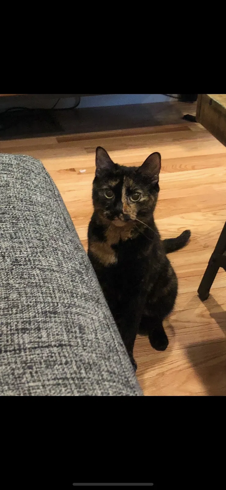 Lost cat in Philadelphia, PA, 19144