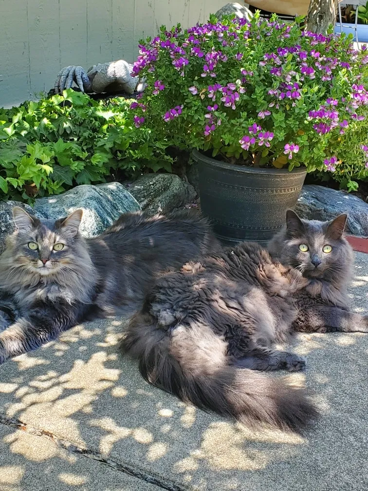 Lost cat in Laguna Niguel, CA, 92677